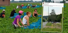 To działo się o godz. 7.30. Plantatorzy truskawki pokazali zdjęcie. "Jak po kebaba"