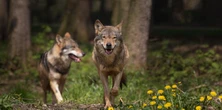 Dolnośląskie. Wilk zaatakował psa. Myśliwi wydali pilny apel