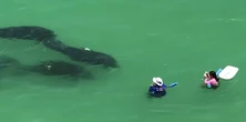 Ludzie odpłynęli od plaży. Nie mieli pojęcia, co obserwuje ich pod wodą