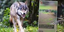 Wilk terroryzuje wieś. Mieszkańcy Jabłonki obawiają się drapieżnika