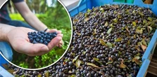 Sezon na jagody leśne ruszył. Na ten widok na targach można złapać się za głowę