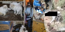 "Ogrom cierpienia w jego oczach". Sąsiedzi nagrali okropne sceny, a za drzwiami – piekło