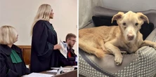 Zepchnął go wielokrotnie ze schodów. Zwierzę nie przeżyło. Sąd zdecydował