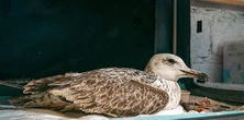 Pomoc dla dzikich zwierząt. Powstaje specjalny SOR