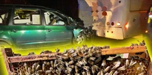 Przerażający wypadek pod Lubaczowem. Rój pszczół zaatakował kierowcę