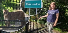 Nagrała pumę przed swoją bramą. "Wydaje mi się, że jest głodna"