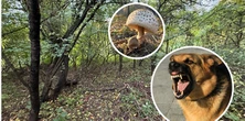Koszmar w lesie pod Zieloną Górą. Psy rzuciły się na grzybiarza. Mężczyzna walczy o życie