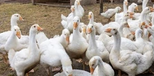 Niemcy robią nam pod górkę. Poszło o polską gęś