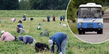 Zbierał truskawki na akord. "Tłum wdarł się do autobusu"