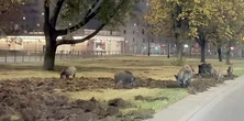 Pobojowisko w środku Warszawy. Dziki wywróciły trawnik do góry nogami