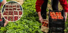 Od 20 lat zbiera truskawki. Ten sezon go zaskoczył. "Wszystko się posypało"