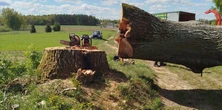 Skandal na Pomorzu. Wycięto 300-letni dąb. Mieszkańcy oburzeni