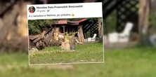 Mieszkańcy zdębieli, gdy zobaczyli go przed domem. "Ale grubasek"