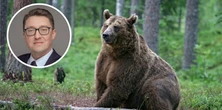 Wójt ostrzega mieszkańców przed niedźwiedziem. "Charakterystyczne dźwięki"