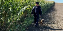 Kto zastawia pułapki w polu kukurydzy na rolników? Policja ostrzega