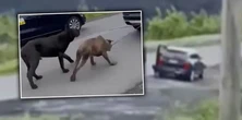 Właściciel psów z Pniówka tłumaczy się z kontrowersyjnego nagrania. "Nie miałem wyjścia"