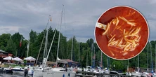 Pomidorówka i kurczak na Mazurach. Turyści aż kręcili głowami. "Królowie życia"