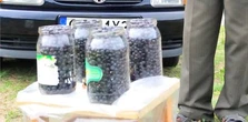 Sprzedawca jagód w ogniu pytań. Poszło o zakazany gadżet. "Jak?"