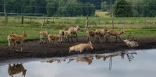 Łańcuch blokuje drogę do mazurskiej atrakcji. Turyści muszą zawracać
