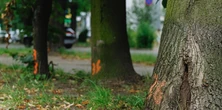 Bytomianie walczą o drzewa przy Tuwima. Oznaczono aż 220 roślin do wycinki