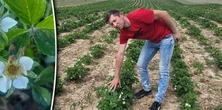 "Strach odbierać telefony, taka bitwa o truskawki". Pan Mariusz to przewidział