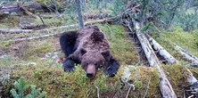Horror w parku narodowym. 16-latek został rozszarpany przez niedźwiedzia