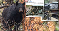 Dwa niedźwiedzie zatrzasnęły się w samochodzie. Uruchomiły radio oraz klakson