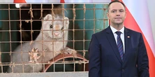 Prezydent zawetuje zakaz hodowli futer? Doradca ujawnia plany