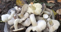 Mało kto zna te grzyby, a są delikatne w smaku i aromatyczne. W lasach jest ich zatrzęsienie