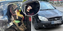 Przechodnie przecierali oczy ze zdumienia. Koń w bagażniku!