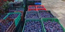Rolnik został z tonami śliwek. Internauci ruszyli z pomocą