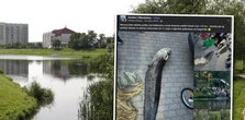 Wędkarz, który złowił ogromnego suma w jeziorku Balaton w Warszawie, został zatrzymany