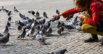 Niemieckie miasta idą na wojnę z gołębiami. "Wchodziły nawet do piekarni"