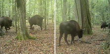 Wilki zaatakowały stado żubrów w Puszczy Białowieskiej. Fotopułapka nagrała niezwykłą scenę