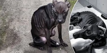 Na łańcuchu, bez kropli wody czekała na człowieka. Tłumaczenia oprawczyni nie mieszczą się w głowie