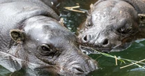 Gigantyczny słoń i unikalne gatunki. Rekordowe zainteresowanie Orientarium ZOO Łódź