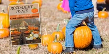 Rozdają jesienne dynie zupełnie za darmo. "Każdy może wziąć tyle, ile uniesie"