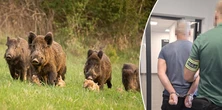 Krwawe safari w Otwocku. Dziki miały być celem, auto bronią