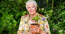 Judi Dench jest poważnie chora. "Nic nie widzę. Jest źle"