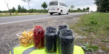 Handlarze załamani. Jagód jak na lekarstwo. Dają takie ceny