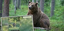 Kolejny atak niedźwiedzia w Bieszczadach. Pojawił się przy domu. "Ruszył w moim kierunku"