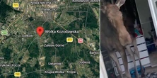 Przybysz z lasu wtargnął do domu i urządził demolkę. Służby zajęły się czworonożnym intruzem