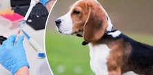 Hodowla odda 1,5 tys. psów rasy beagle. Były przeznaczone na testy