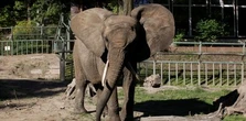 Ogromny smutek w gdańskim zoo. Nie żyje słonica Katka. "Była dla nas kimś więcej niż podopieczną"