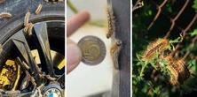 Inwazja jadowitych gąsienic pod Piłą. "Masowo wchodzą do domostw"