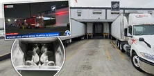 Tragedia w zakładzie spożywczym. 19-latek wciągnięty przez maszynę do mięsa