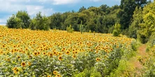 Sprzedawali plony z terenów skażonych po Czarnobylu. Mowa o kilkuset tonach