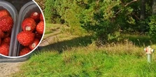 Handlarze poziomkami nie ukrywają. "Smak luksusu". Rok temu cenniki były inne