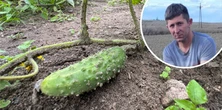"Spalone" ogórki i zawirowania. Zaskoczony nawet rolnik. "Tak jeszcze nie było"