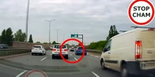 Drogowy horror w centrum Warszawy. Dziki wtargnęły na jezdnię. Te zdjęcia mówią wszystko...